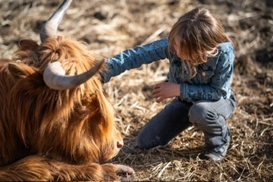Mini Cow Meet & Greet