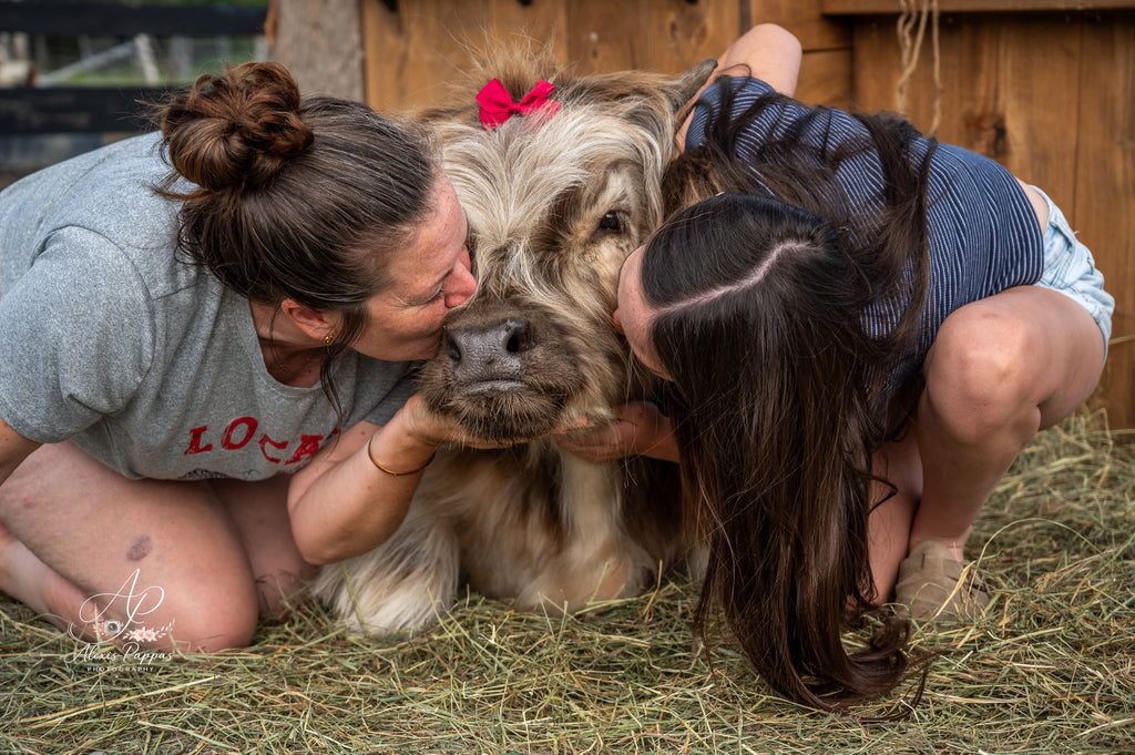 Mini Cow Meet & Greet