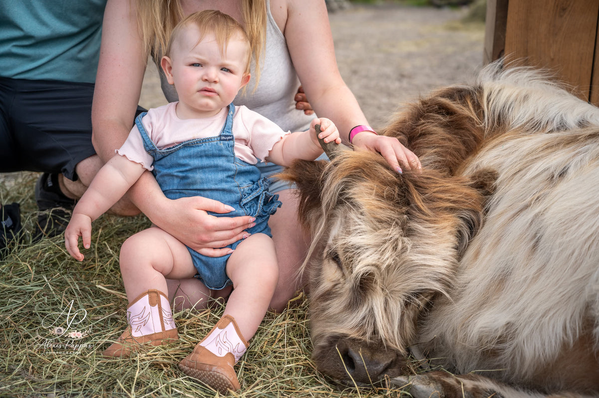 Mini Cow Meet & Greet