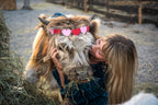 Mini Cow Meet & Greet