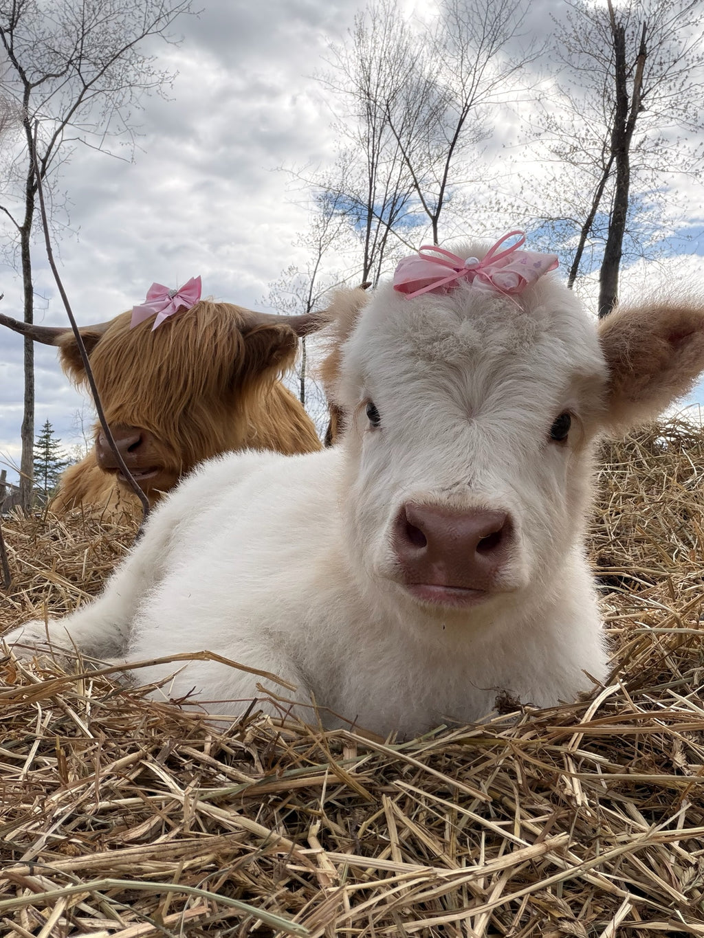 Mini Cow Meet & Greet