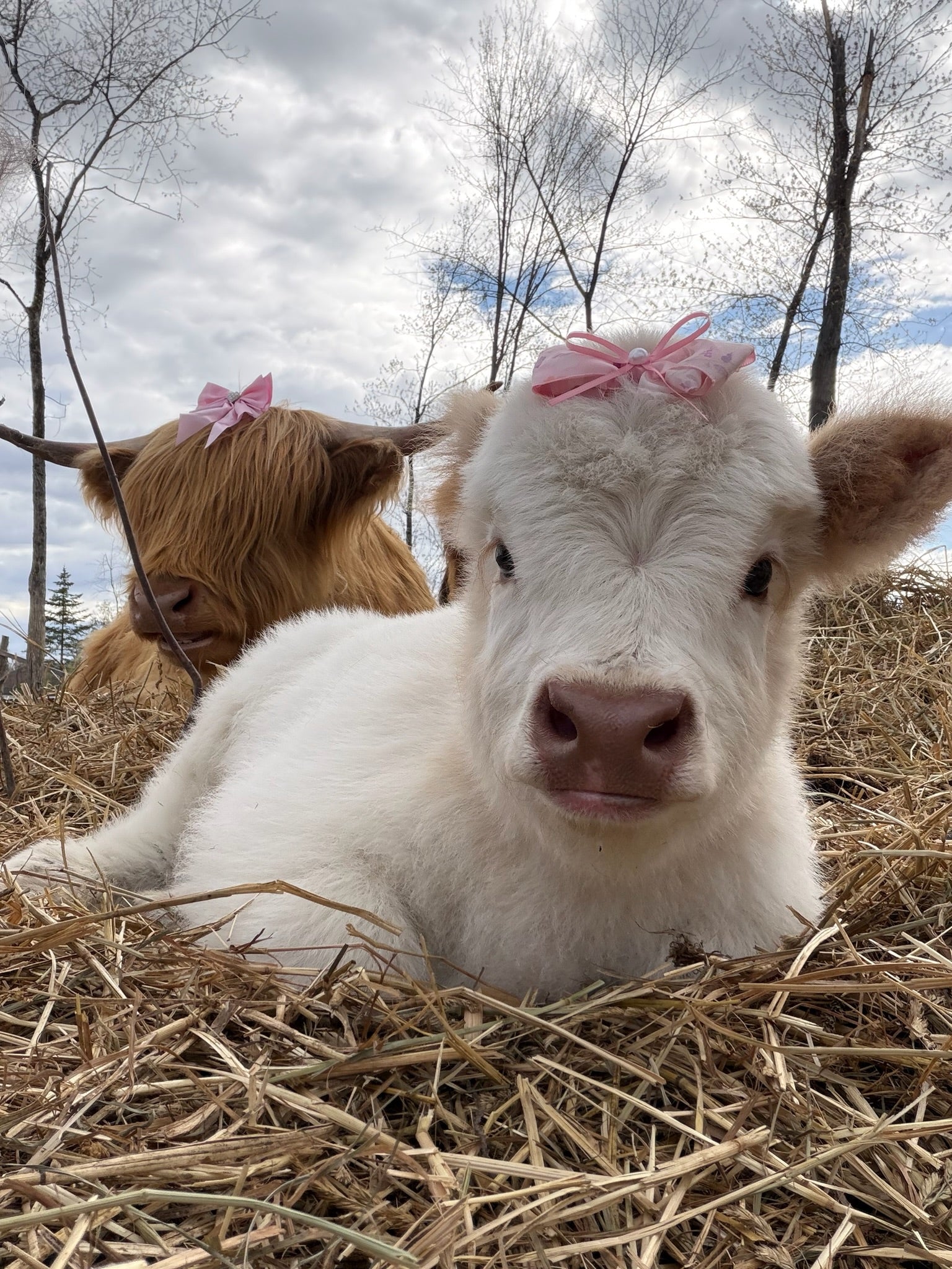 Mini Cow Meet & Greet