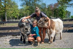 Mini Cow Meet & Greet
