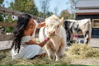 Mini Cow Meet & Greet