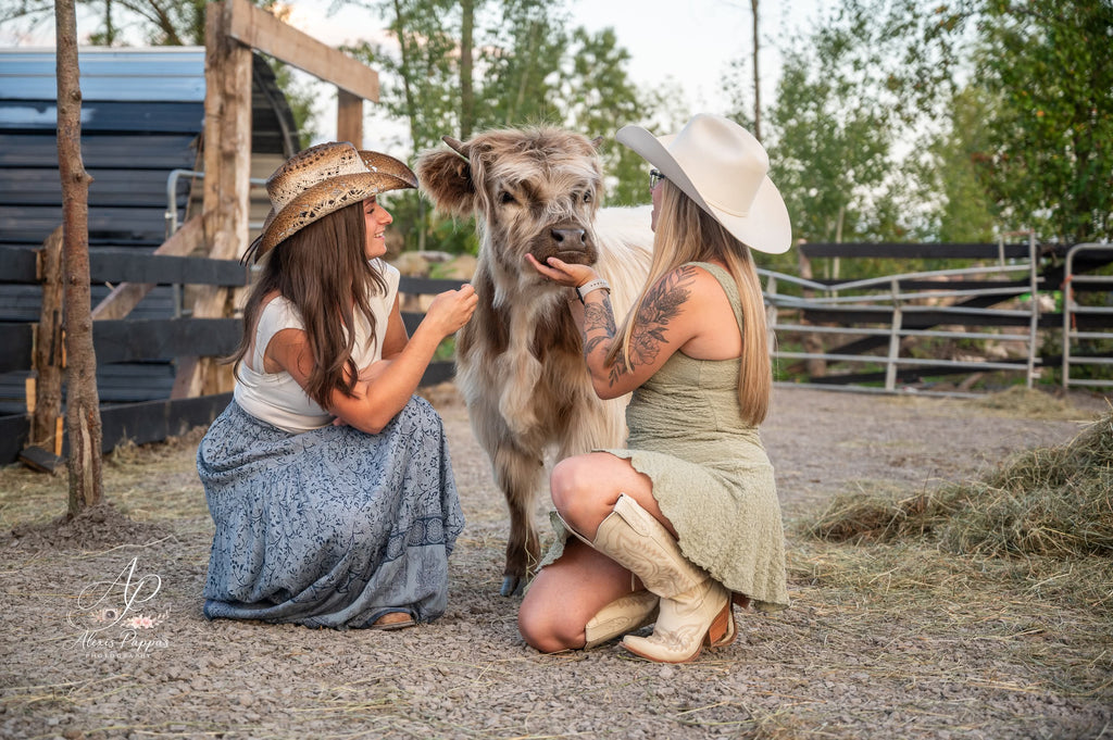 Mini Cow Meet & Greet