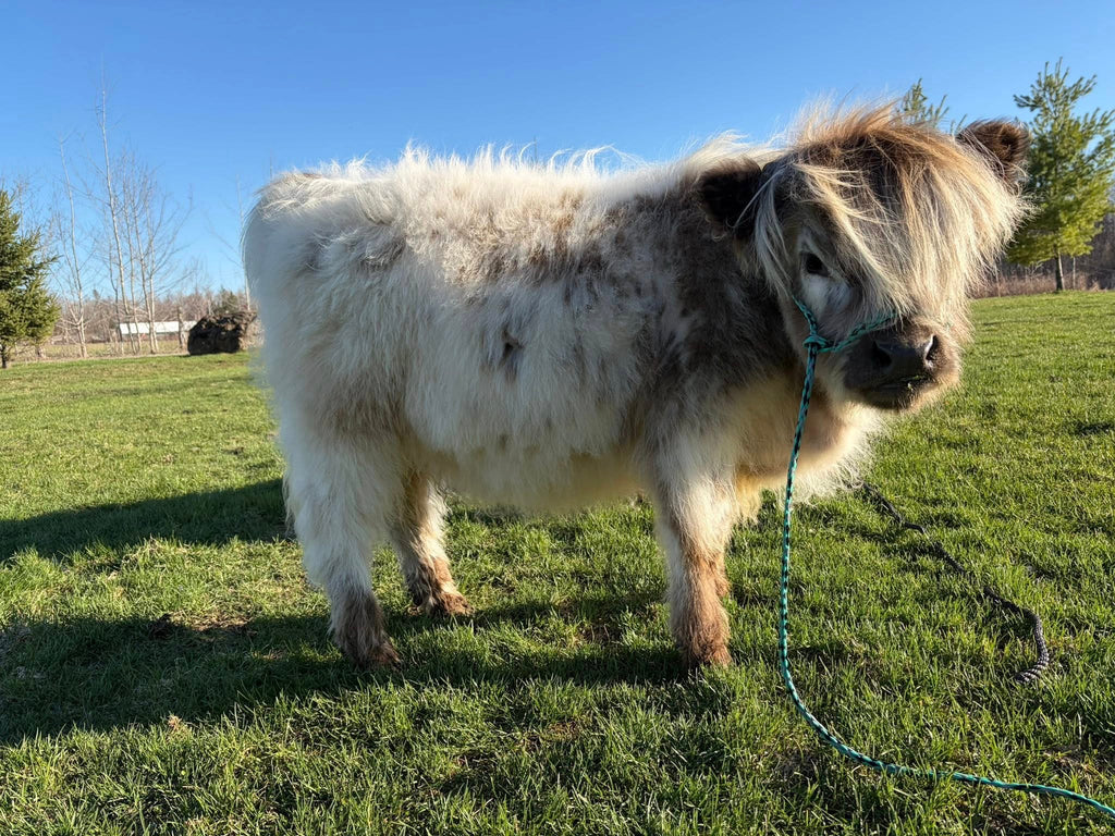 Mini Cow Meet & Greet